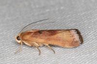 Pterothrixidia rufella