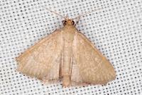 Hypsopygia incarnatalis