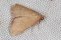 Hypsopygia incarnatalis