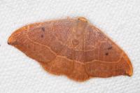 Watsonalla binaria