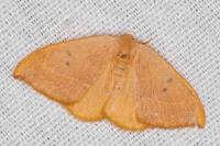 Watsonalla binaria