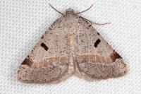 Itame vincularia