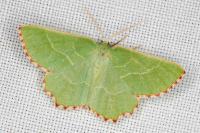 Thalera fimbrialis
