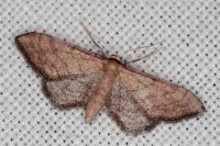 Idaea infirmaria
