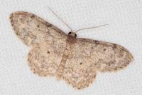 Idaea libycata