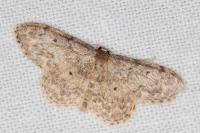 Idaea libycata