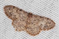 Idaea libycata