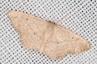 Idaea obsoletaria