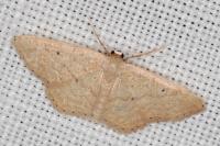 Idaea obsoletaria