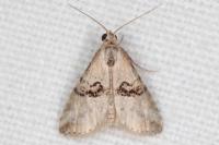 Zebeeba falsalis