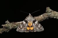 Catocala diversa