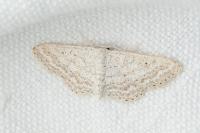Idaea elongaria