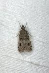 Scoparia