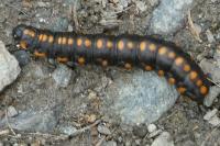 Cucullia lucifuga