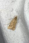 Synaphe punctalis