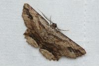 Menophra abruptaria