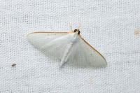 Palpita vitrealis
