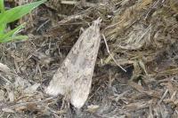 Nomophila noctuella