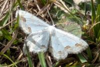 Scopula ornata