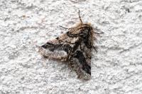 Lycia hirtaria