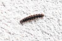 Eilema caniola