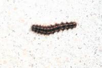 Eilema caniola