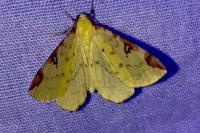 Opisthograptis luteolata