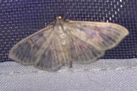 Patania ruralis