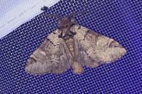 Drymonia obliterata