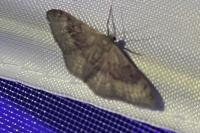 Idaea degeneraria