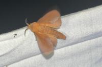 Gastropacha quercifolia