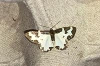 Lomaspilis marginata