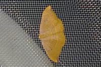 Watsonalla binaria