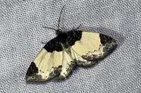 Mesoleuca albicillata