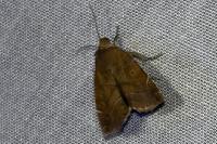 Cosmia affinis