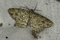 Ectropis crepuscularia