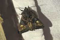 Euplexia lucipara