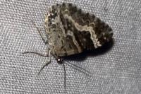 Epirrhoe alternata