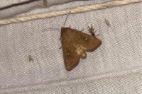 Mythimna albipuncta
