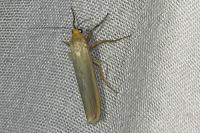 Manulea complana