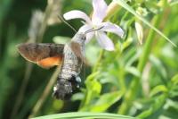 Macroglossum stellatarum