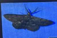 Hypomecis punctinalis