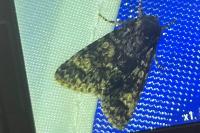 Acronicta megacephala