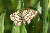 Chiasmia clathrata