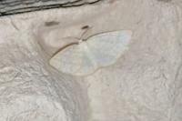 Cabera exanthemata