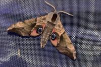 Smerinthus ocellatus ocellatus
