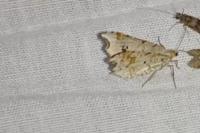 Macaria alternata