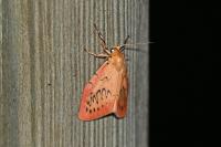 Miltochrista miniata