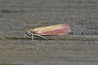 Oncocera semirubella