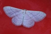 Idaea subsericeata